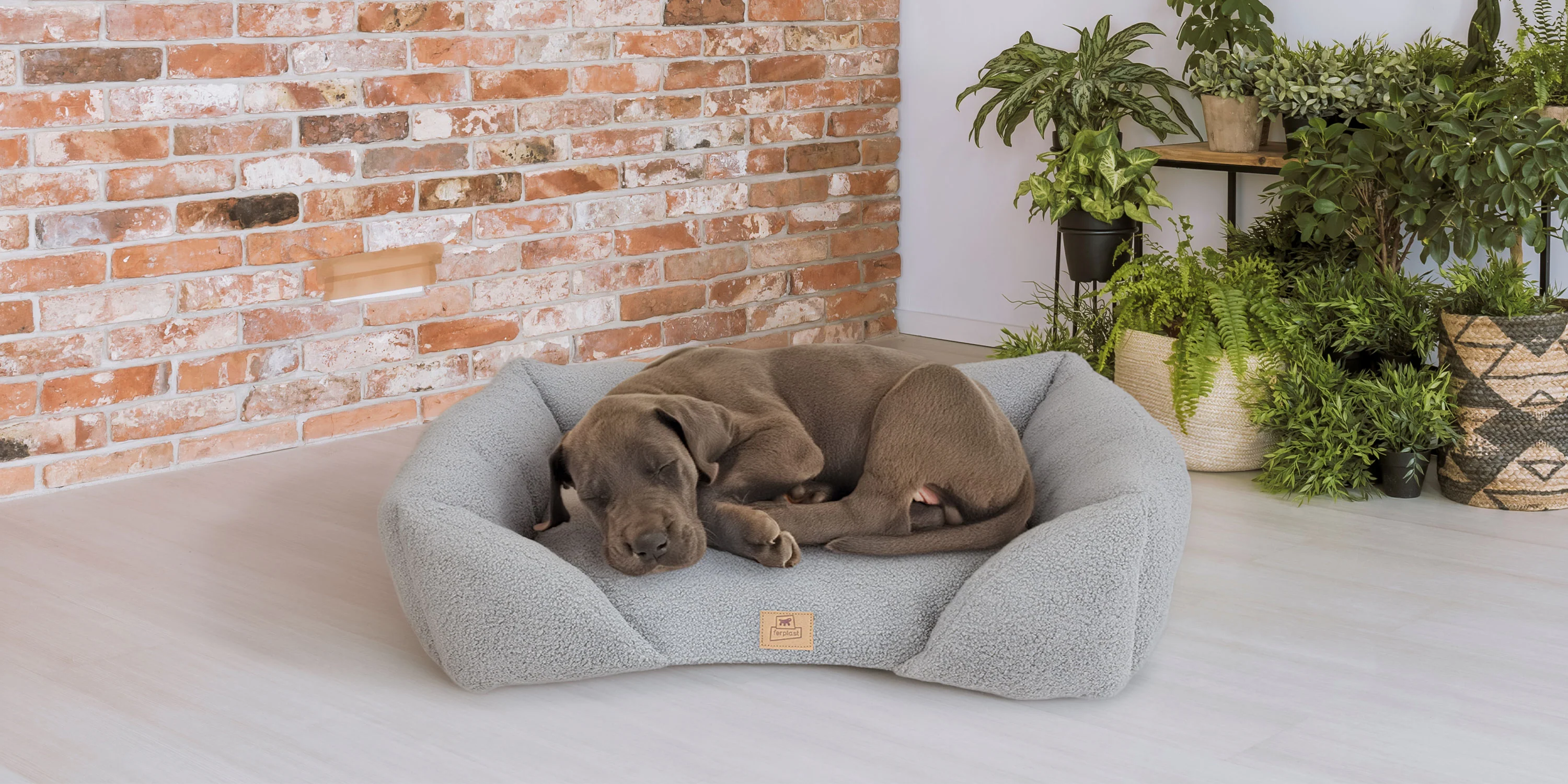 Elite Comfort for Every Pet